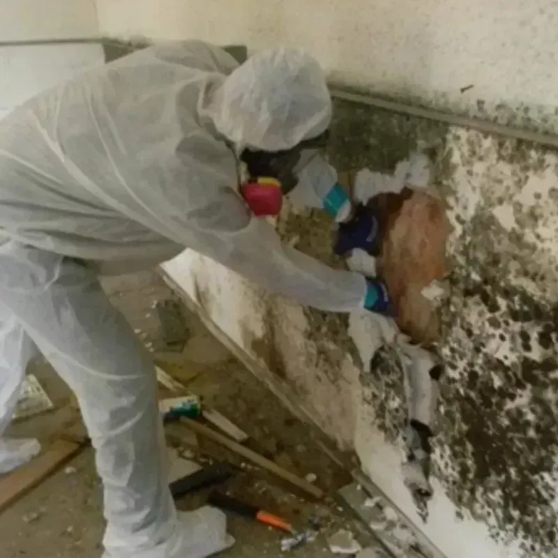 Mold Remediation and Removal in Star, ID